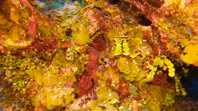 Disco Clam