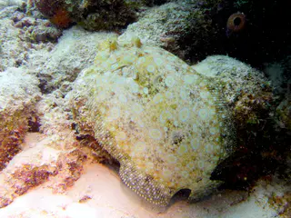 Underwater photograph by Joel Bergsma