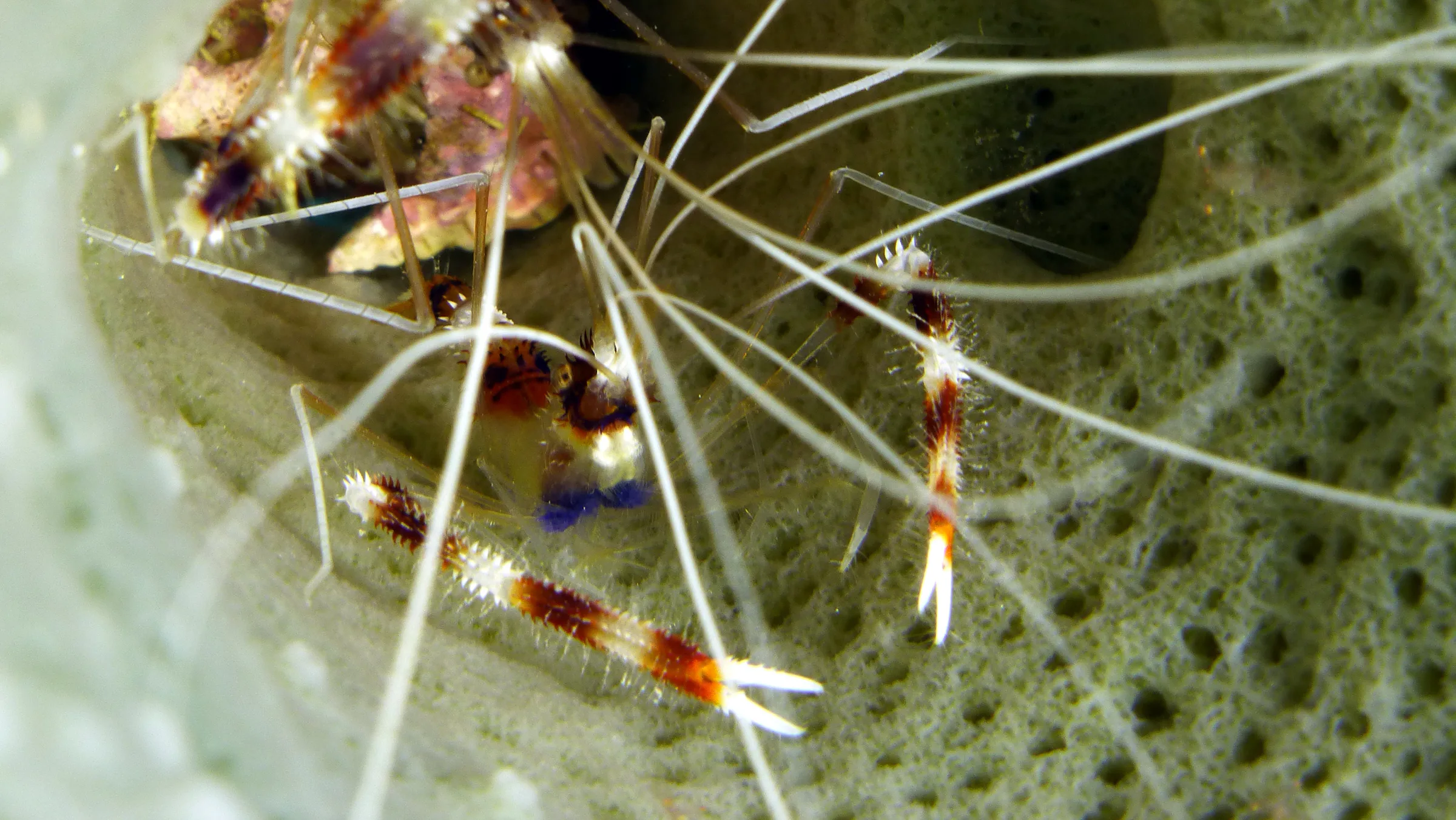 Banded Coral Shrimp, Belize, 2017