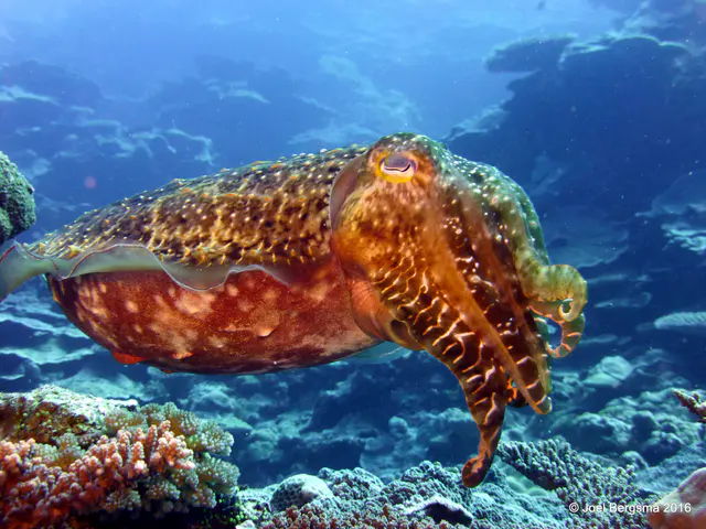 Underwater photograph by Joel Bergsma