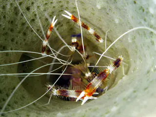 Underwater photograph by Joel Bergsma