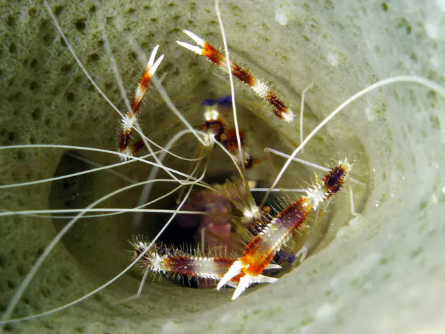 Underwater photograph by Joel Bergsma