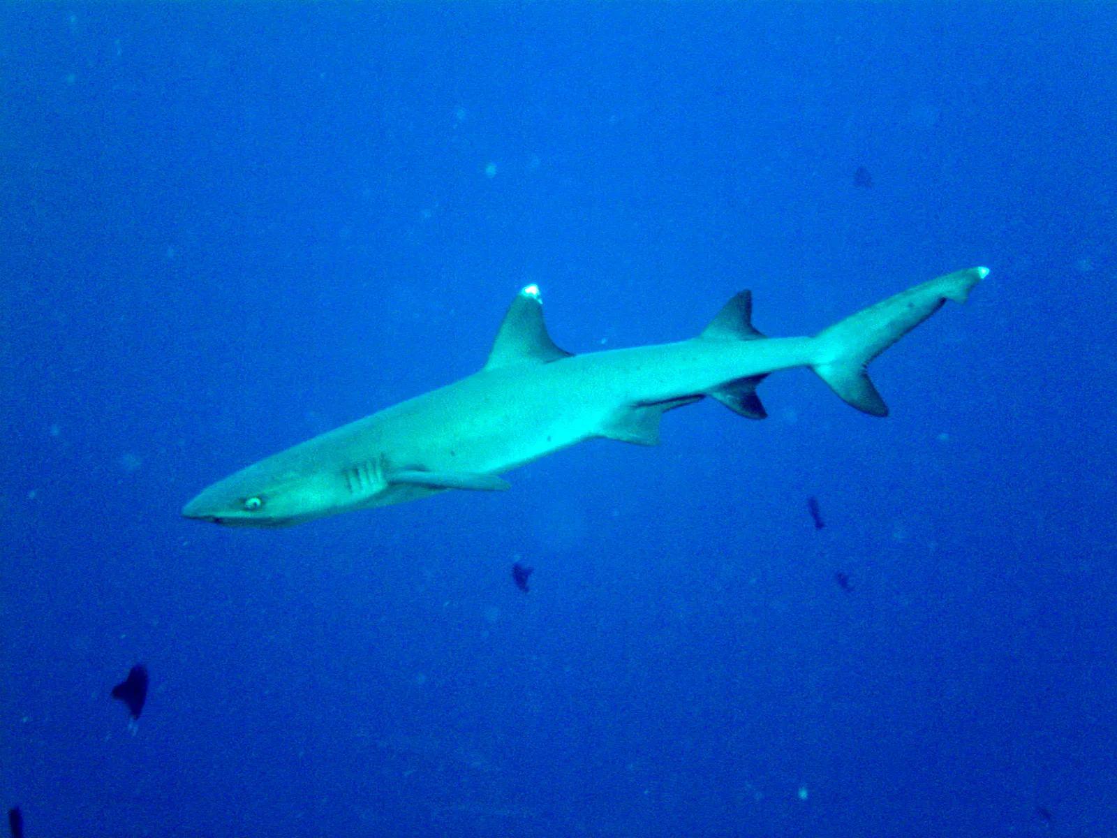 Whitetip Shark