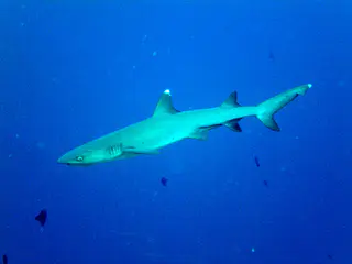 Whitetip Shark