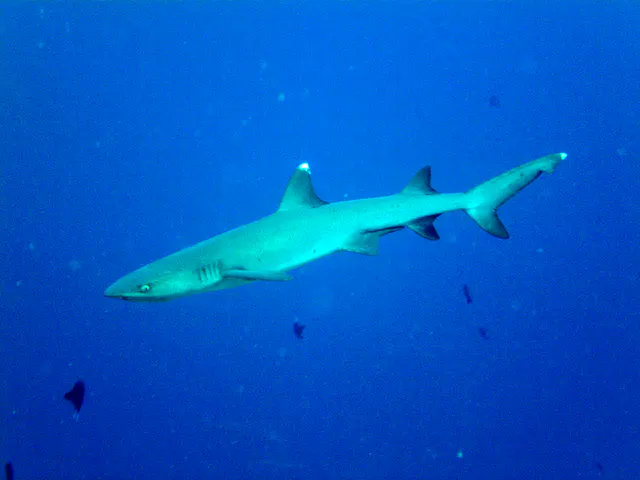 Whitetip Shark