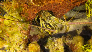 Lobster