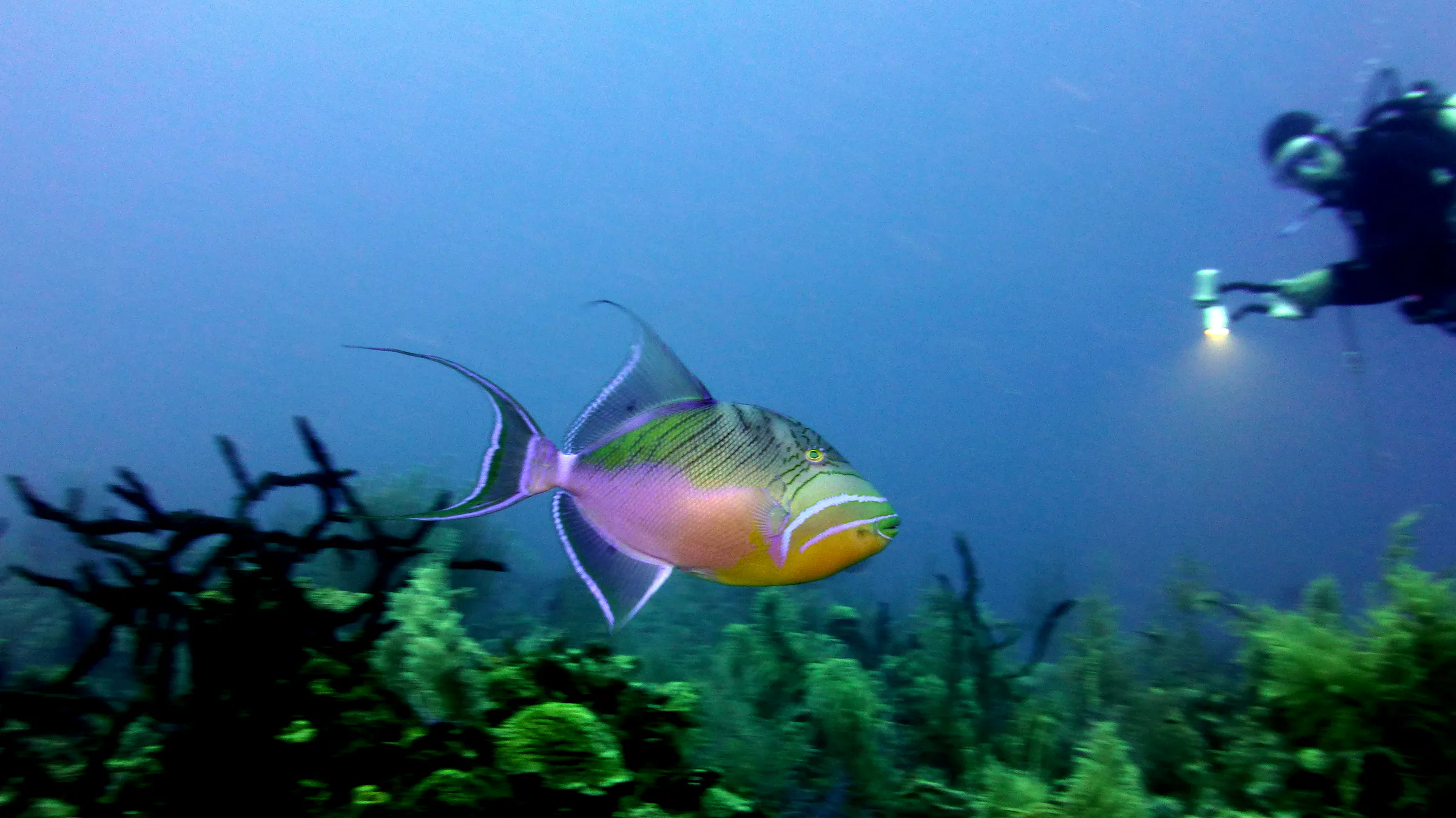 Queen Triggerfish, Belize, 2017