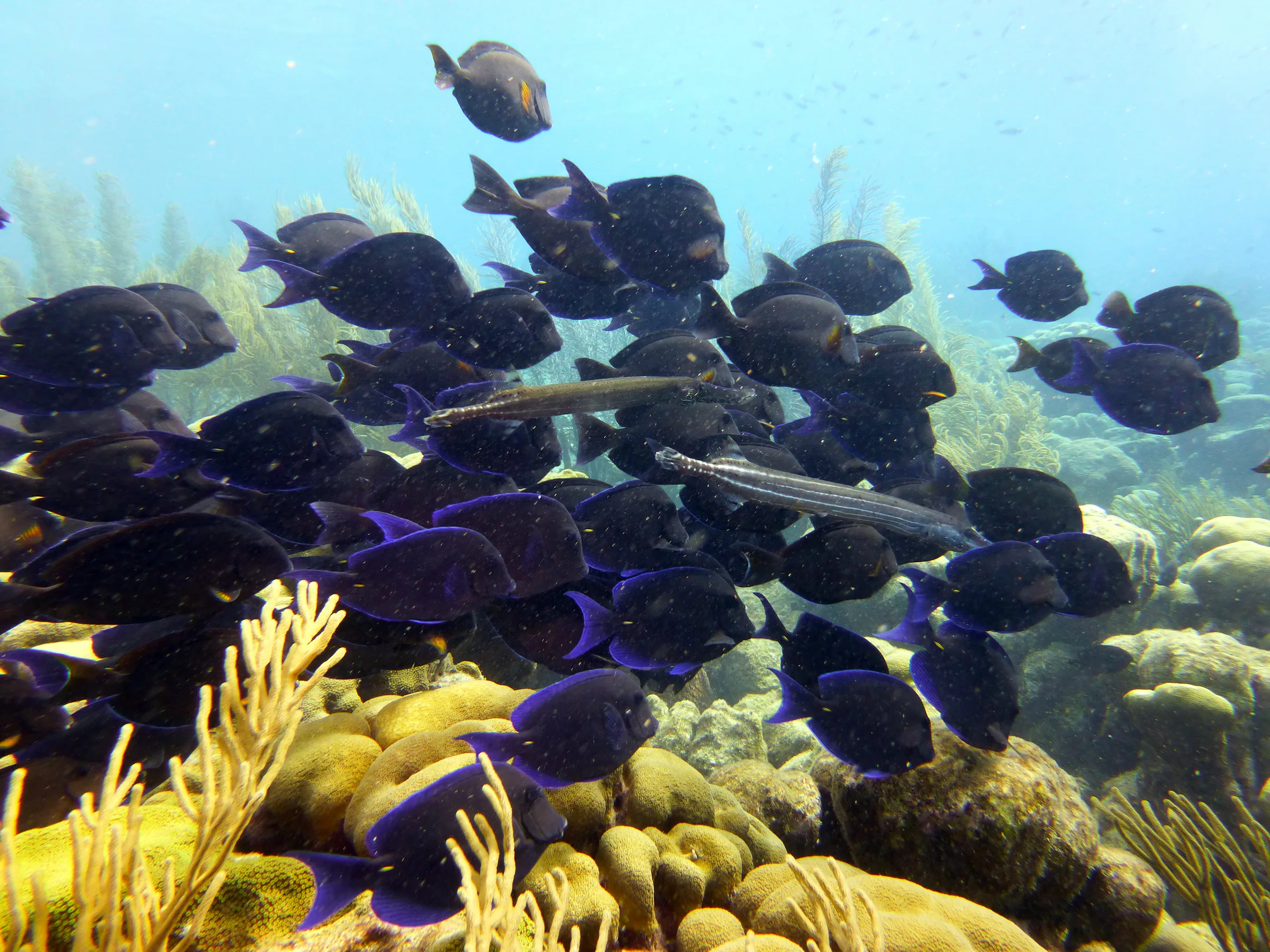 Bonaire underwater photograph, 2013