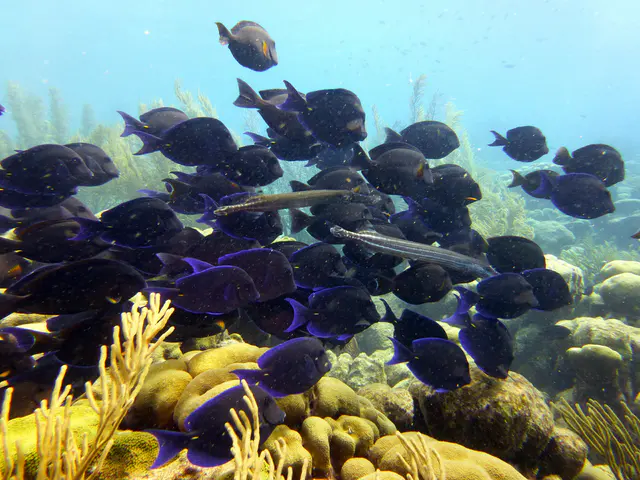 Underwater photograph by Joel Bergsma