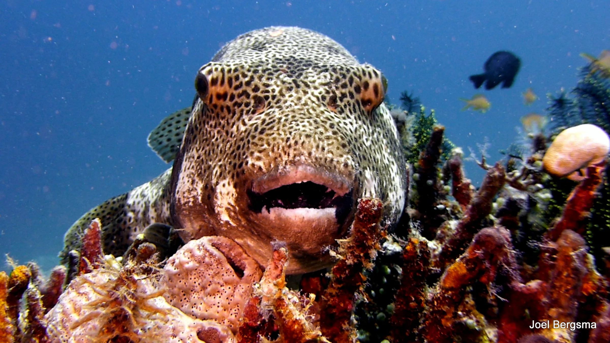 Map Pufferfish, Philippines, 2017