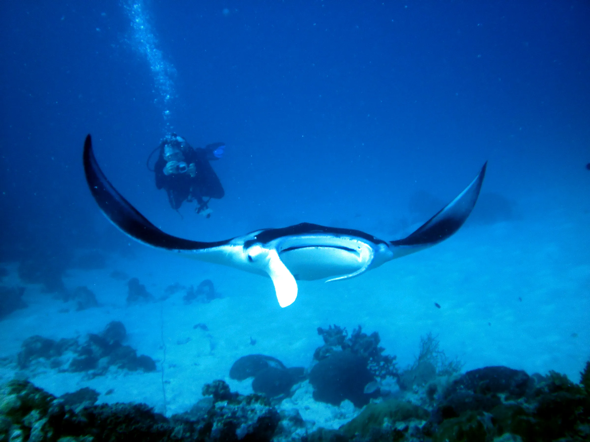My dive buddy B.R. swims after the manta with his camera ready as it circles its cleaning station at the mouth of the German Channel, Palau. 2011-01-22.