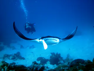 My dive buddy B.R. swims after the manta with his camera ready as it circles its cleaning station at the mouth of the German Channel, Palau.  2011-01-22.