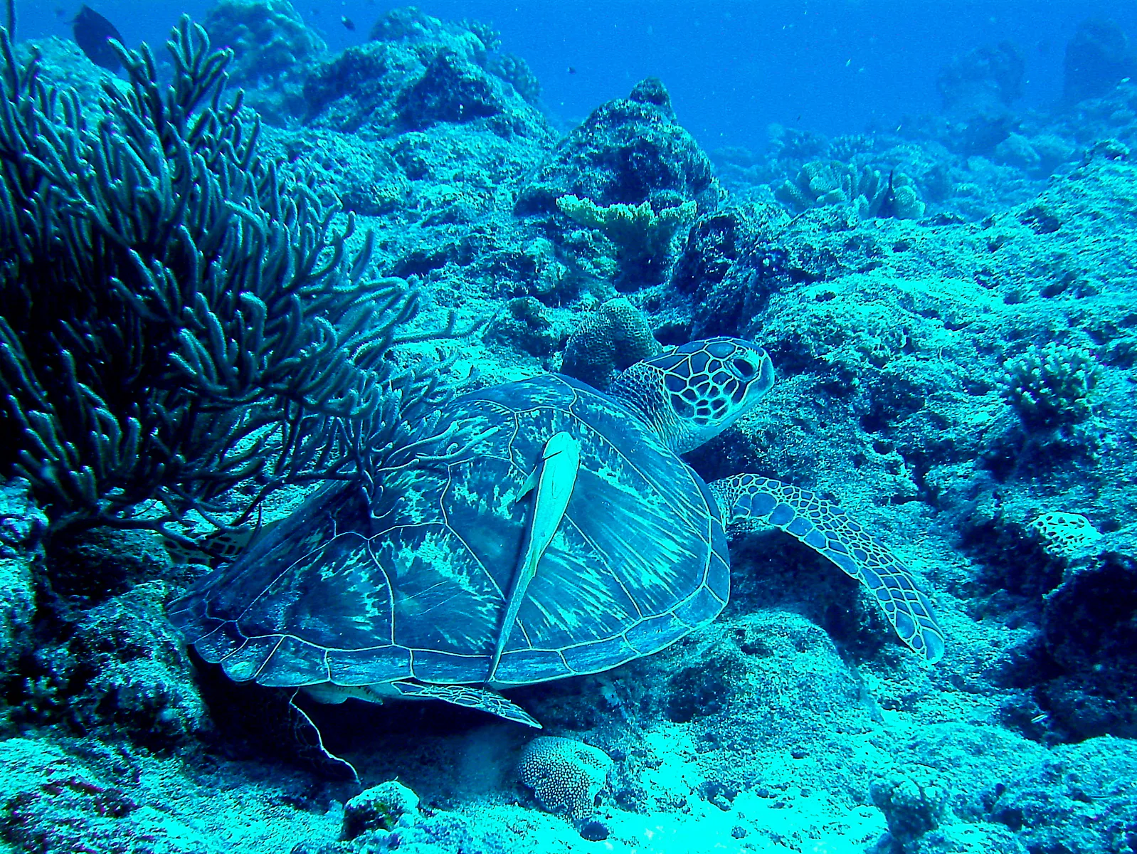 Green sea turtle with a remora hitching a ride on its shell.