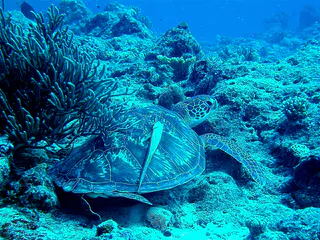 Green sea turtle with a remora hitching a ride on its shell.