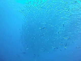 Trevally swirl around above us in this brief video.