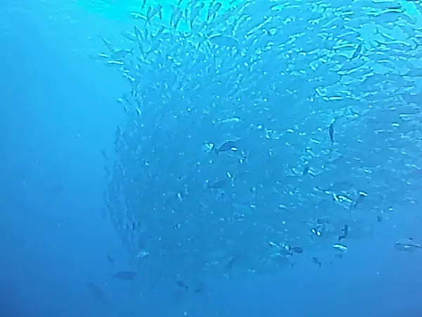 Trevally swirl around above us in this brief video.