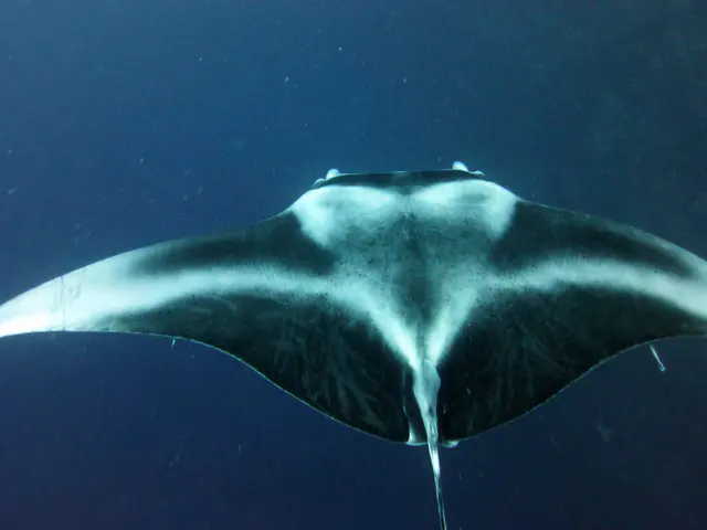 Underwater photograph by Joel Bergsma