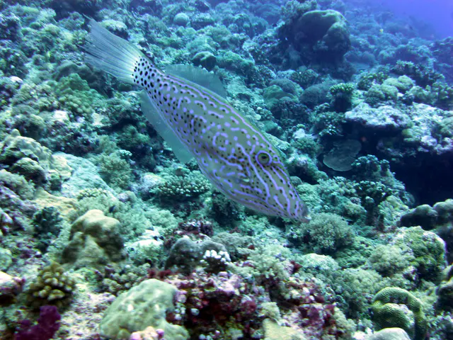 Underwater photograph by Joel Bergsma