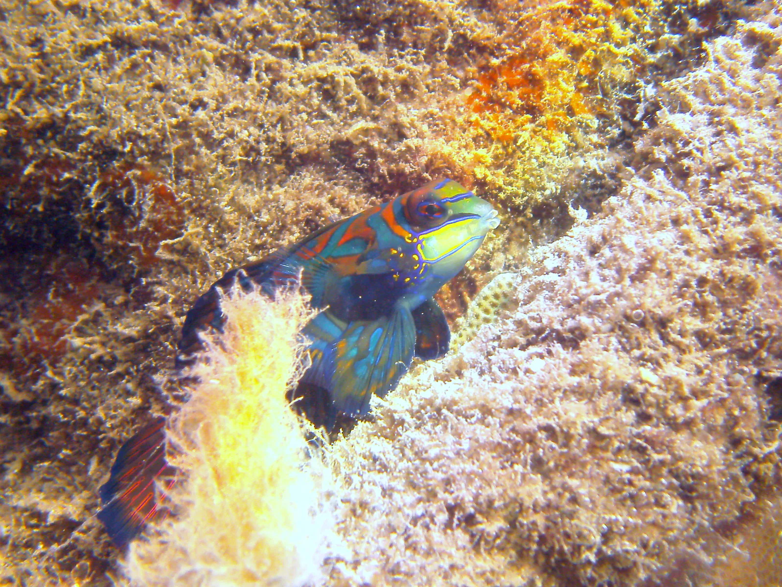Mandarinfish. See Gerald Allen, et al, Reef Fish Identification - Tropical Pacific (2003) at page 289.