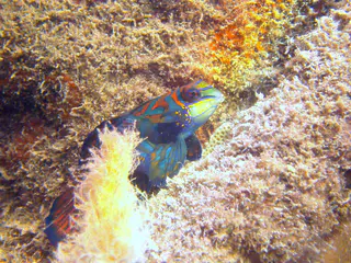Mandarinfish. See Gerald Allen, et al, Reef Fish Identification - Tropical Pacific (2003) at page 289.