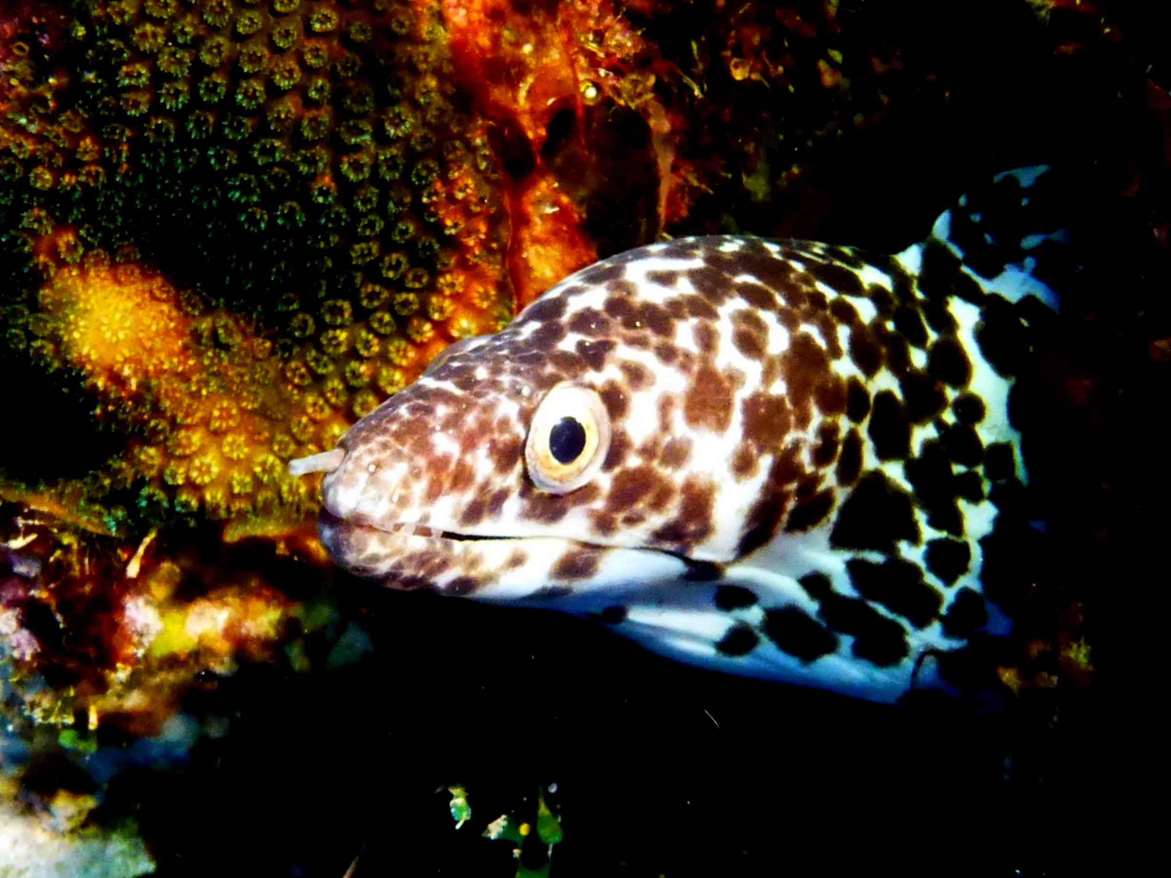 Spotted Moray Eel, Bonaire, 2013