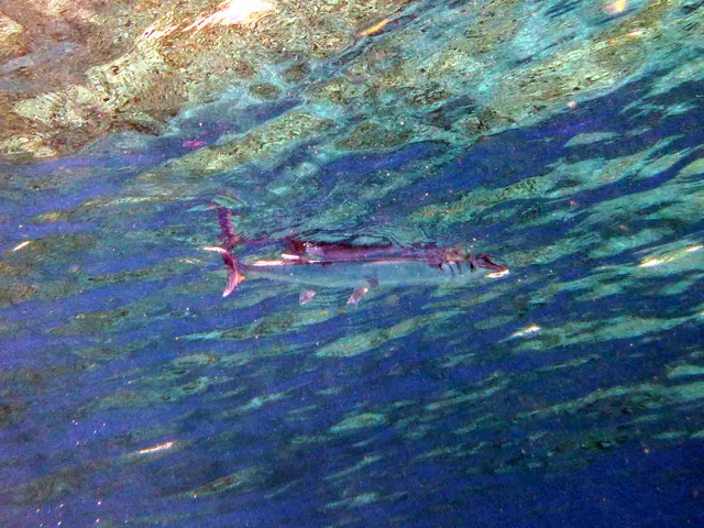 Underwater photograph by Joel Bergsma
