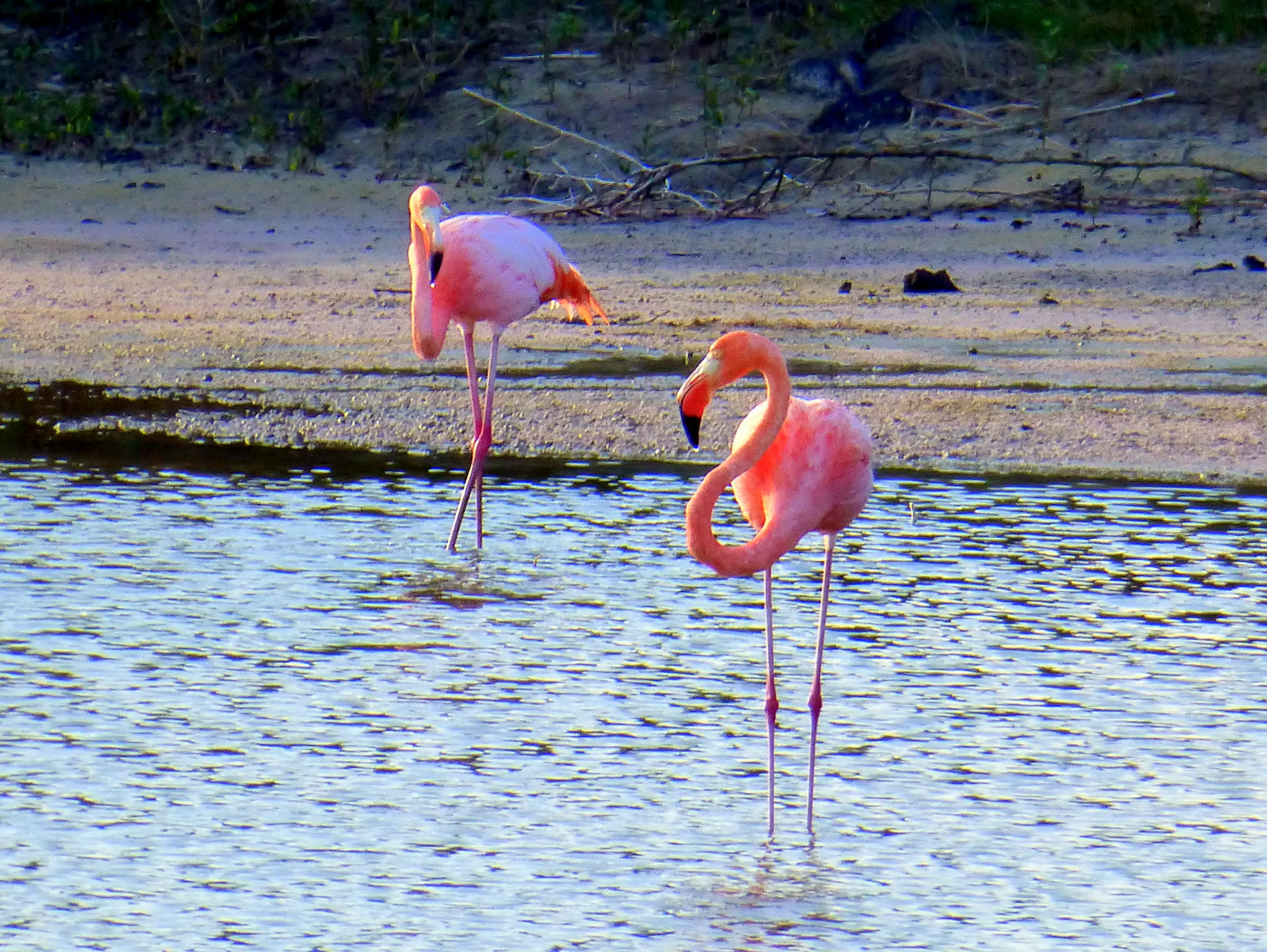 Greater Flamingos at a sheltered shallow inlet at El Garrapatero Beach.  Their food source - shrimp - have just returned to this inlet.
