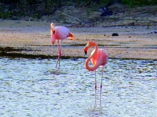 Greater Flamingos at a sheltered shallow inlet at El Garrapatero Beach. Their food source - shrimp - have just returned to this inlet.