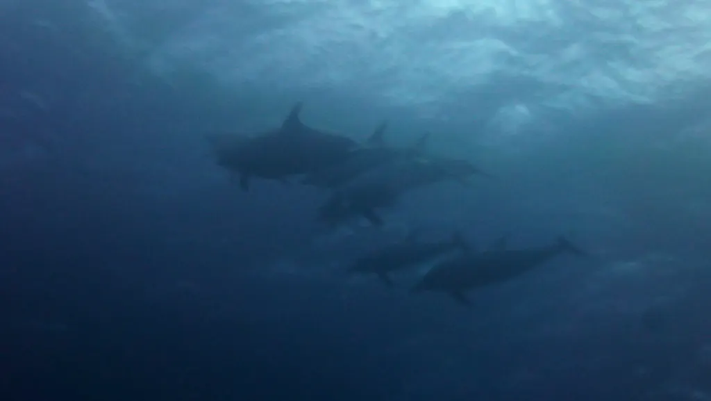 Underwater photograph by Joel Bergsma