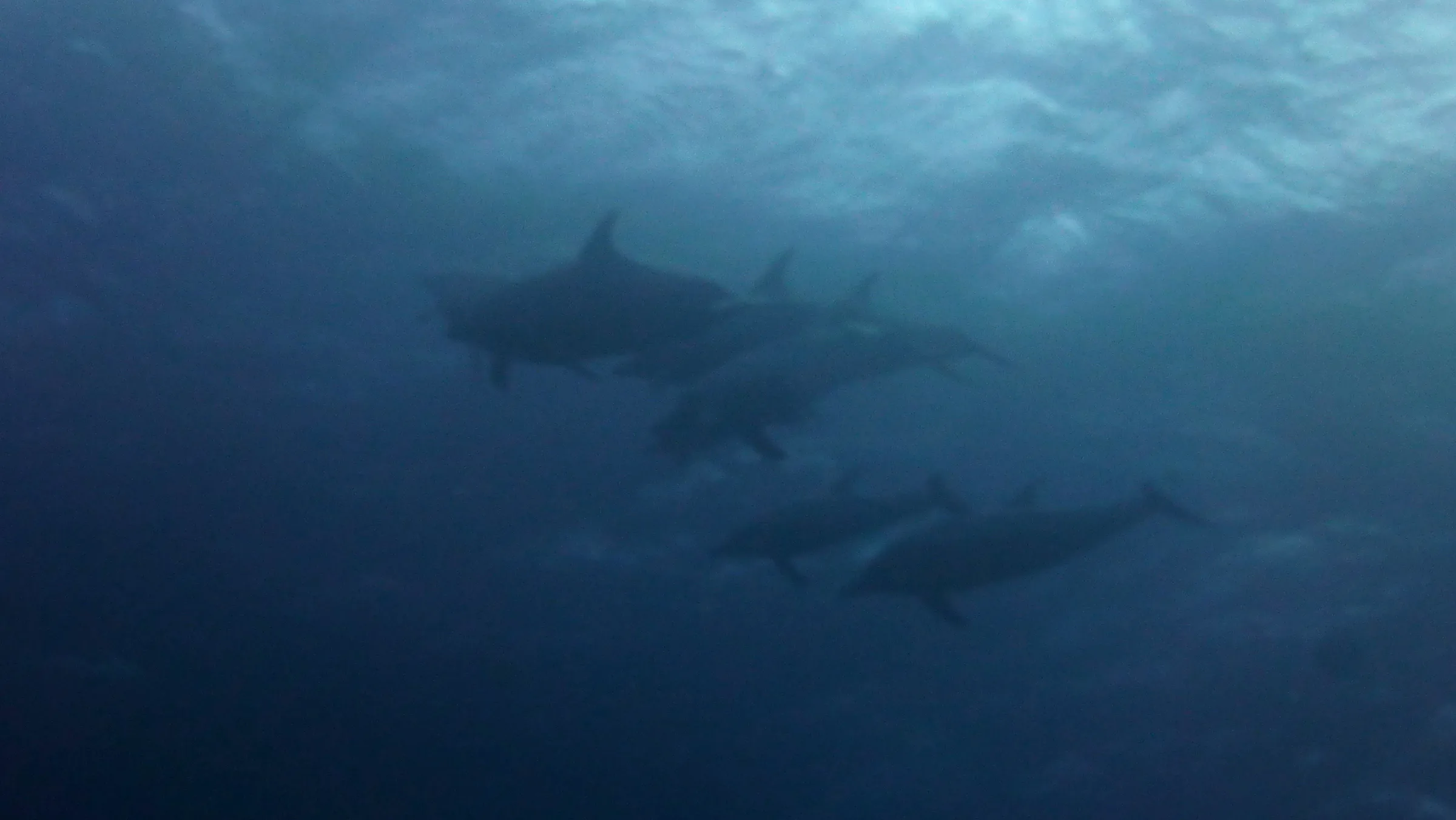Dolphin, Belize, 2017