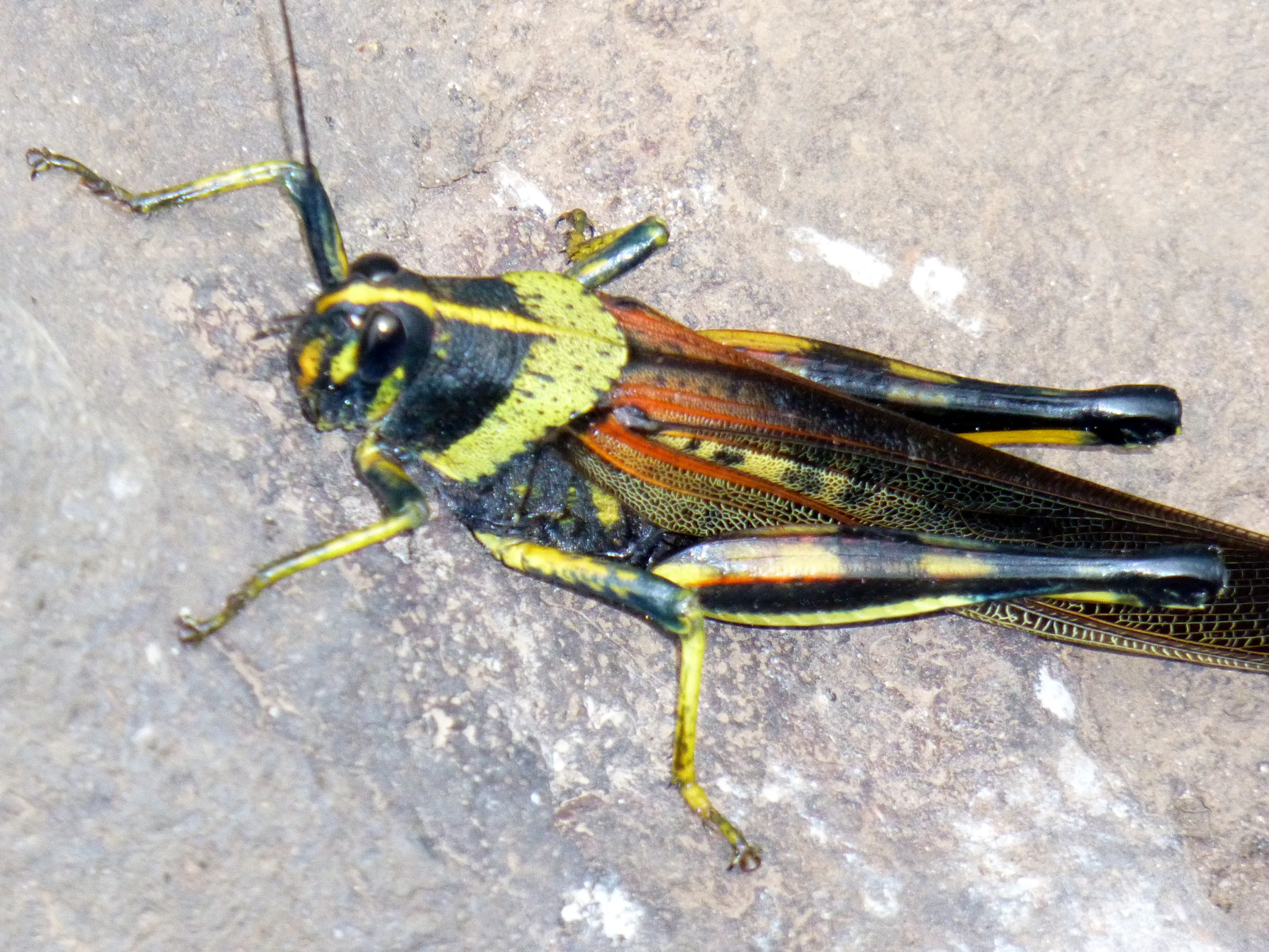 Galapagos cricket found along the pathway to the beach.