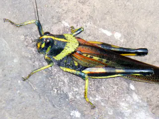 Galapagos cricket found along the pathway to the beach.