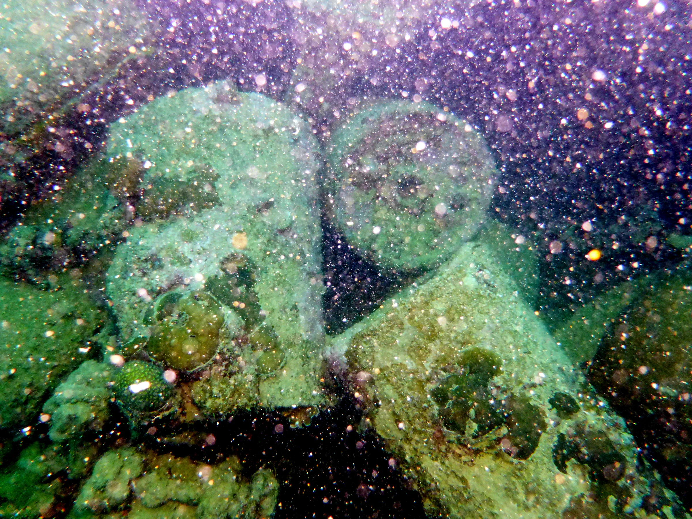 Palau underwater photograph, 2013
