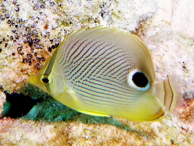 Underwater photograph by Joel Bergsma