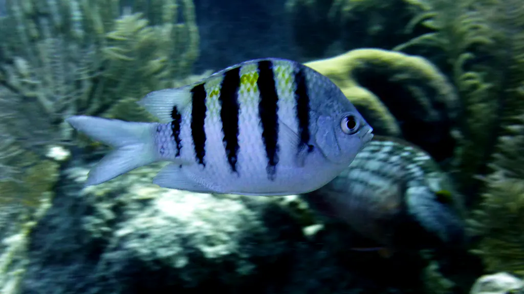 Underwater photograph by Joel Bergsma