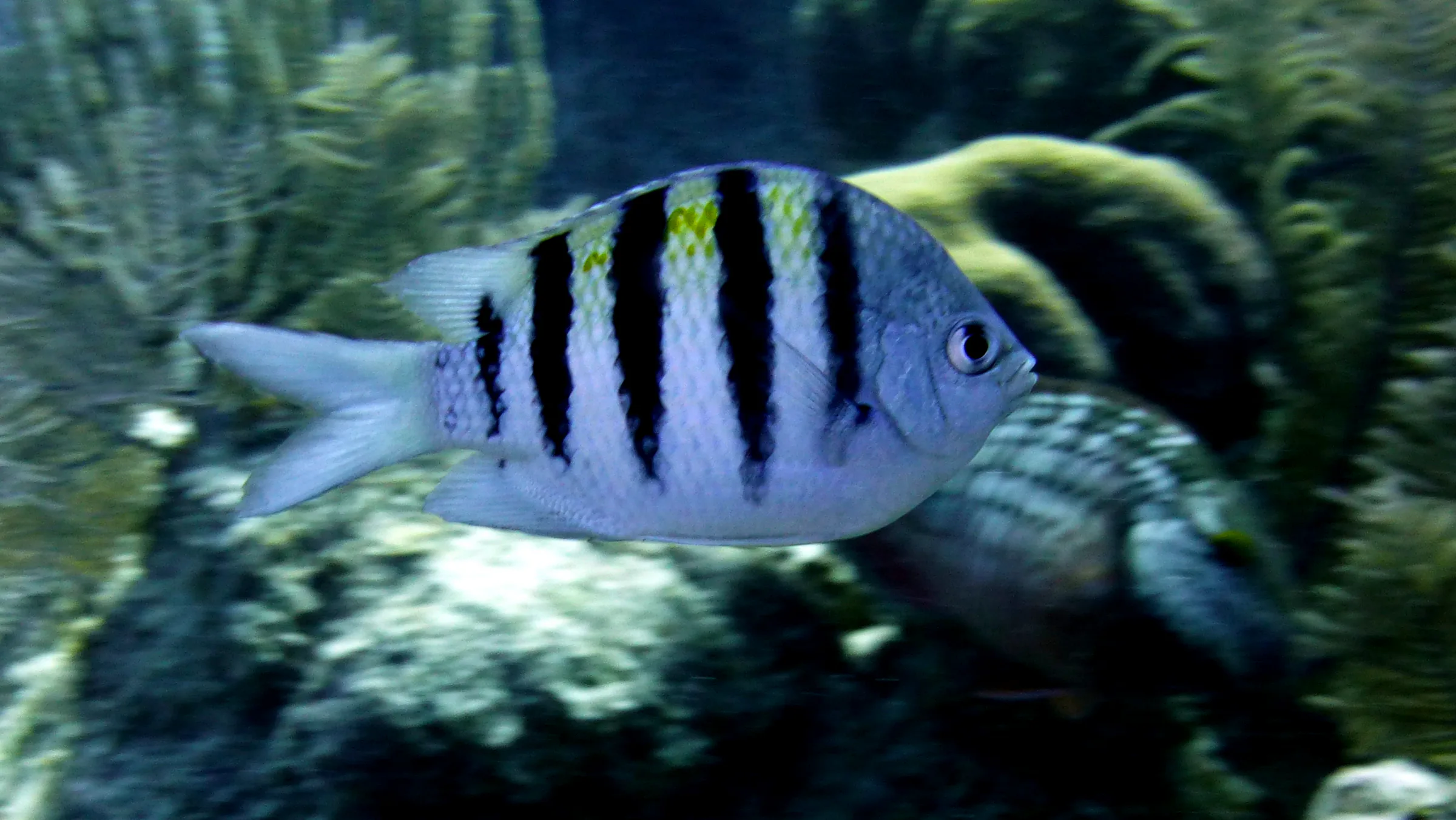 Damselfish, Belize, 2017