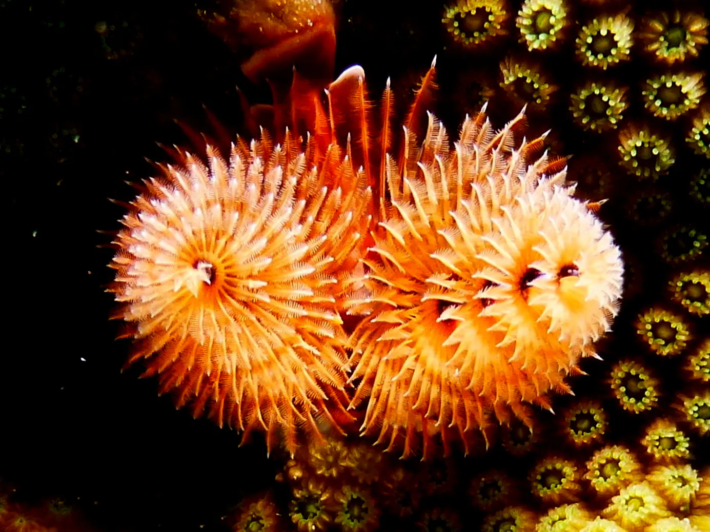 Christmas Tree Worm, Bonaire, 2013