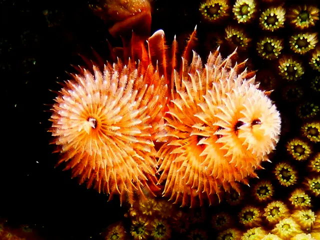 Underwater photograph by Joel Bergsma