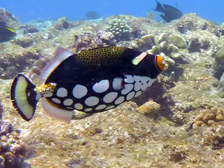 Clown Triggerfish. See Gerald Allen, et al, Reef Fish Identification - Tropical Pacific (2003) at page 404.