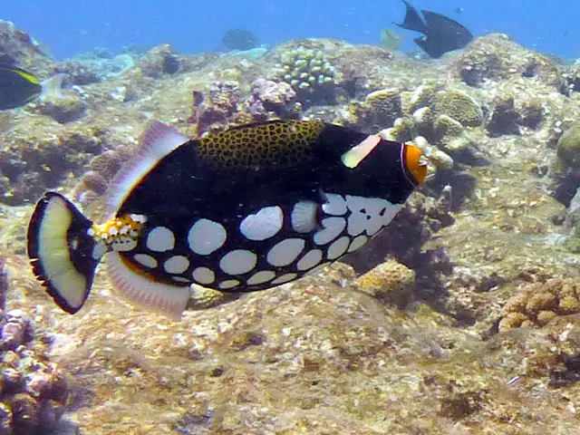 Clown Triggerfish.   See Gerald Allen, et al, Reef Fish Identification - Tropical Pacific (2003) at page 404.