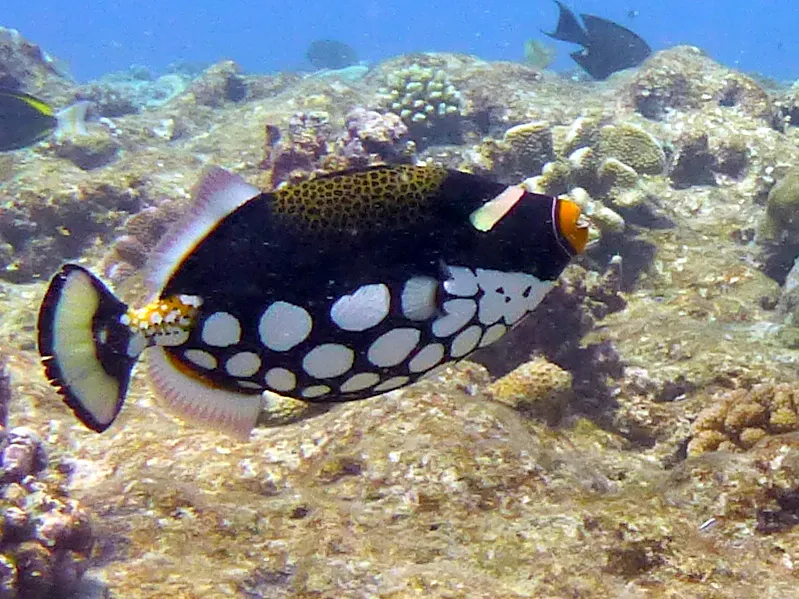 Clown Triggerfish. See Gerald Allen, et al, Reef Fish Identification - Tropical Pacific (2003) at page 404.