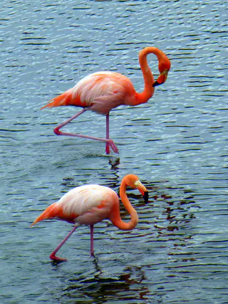 Flamingos.