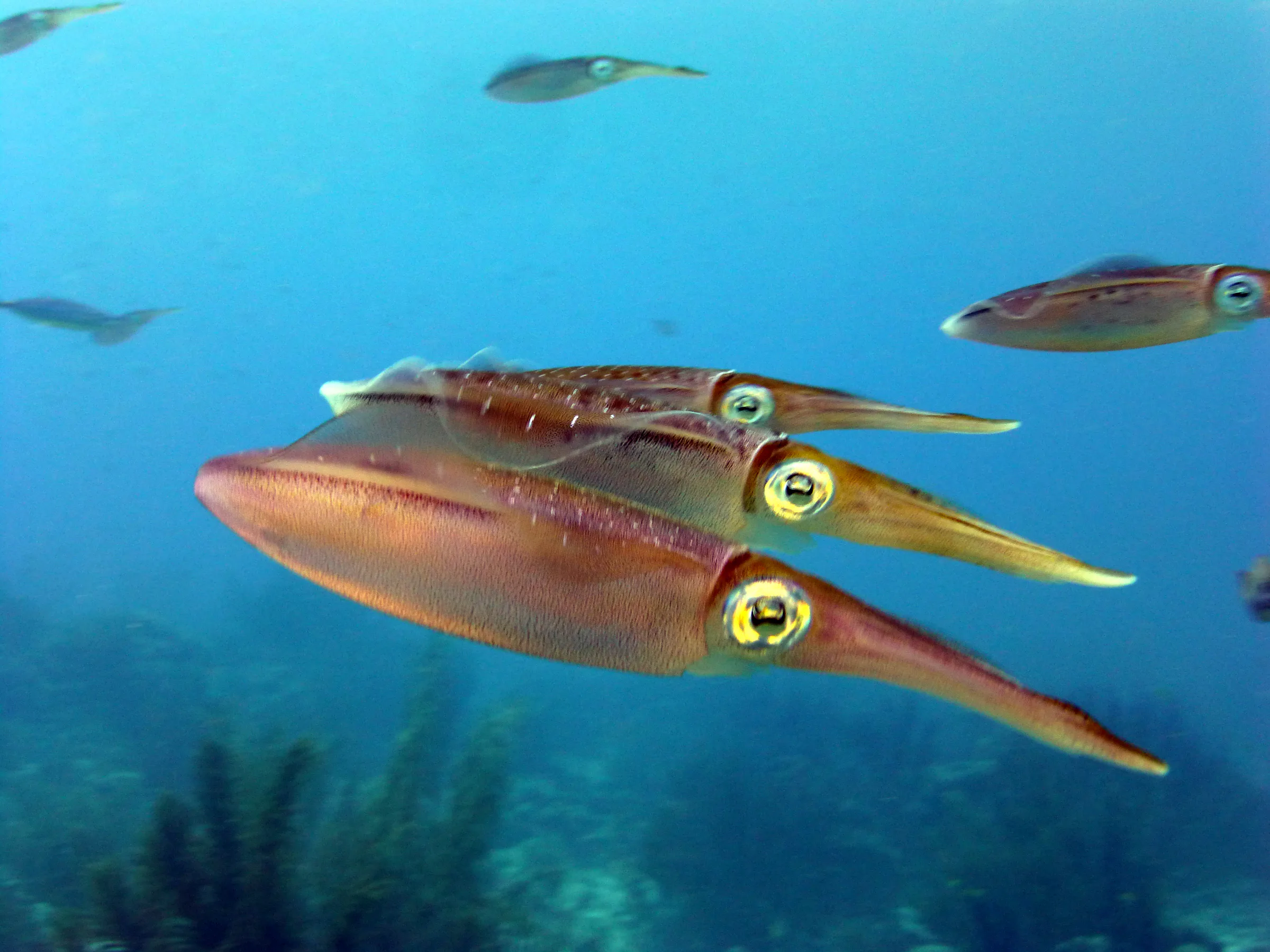 Reef Squid, Bonaire, 2013