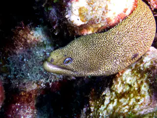 Underwater photograph by Joel Bergsma