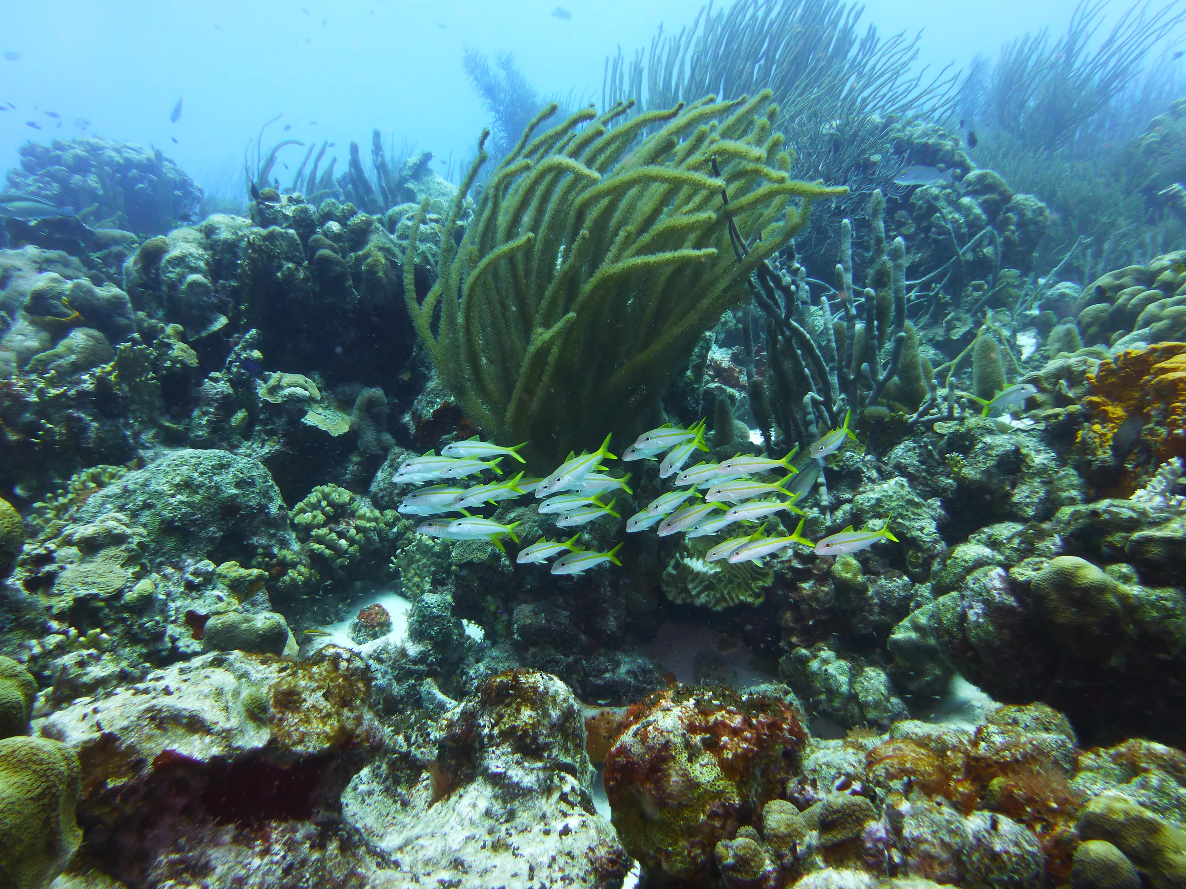 Grunt, Bonaire, 2013