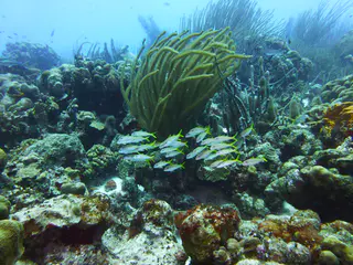 Underwater photograph by Joel Bergsma