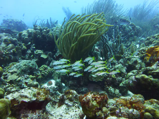 Underwater photograph by Joel Bergsma