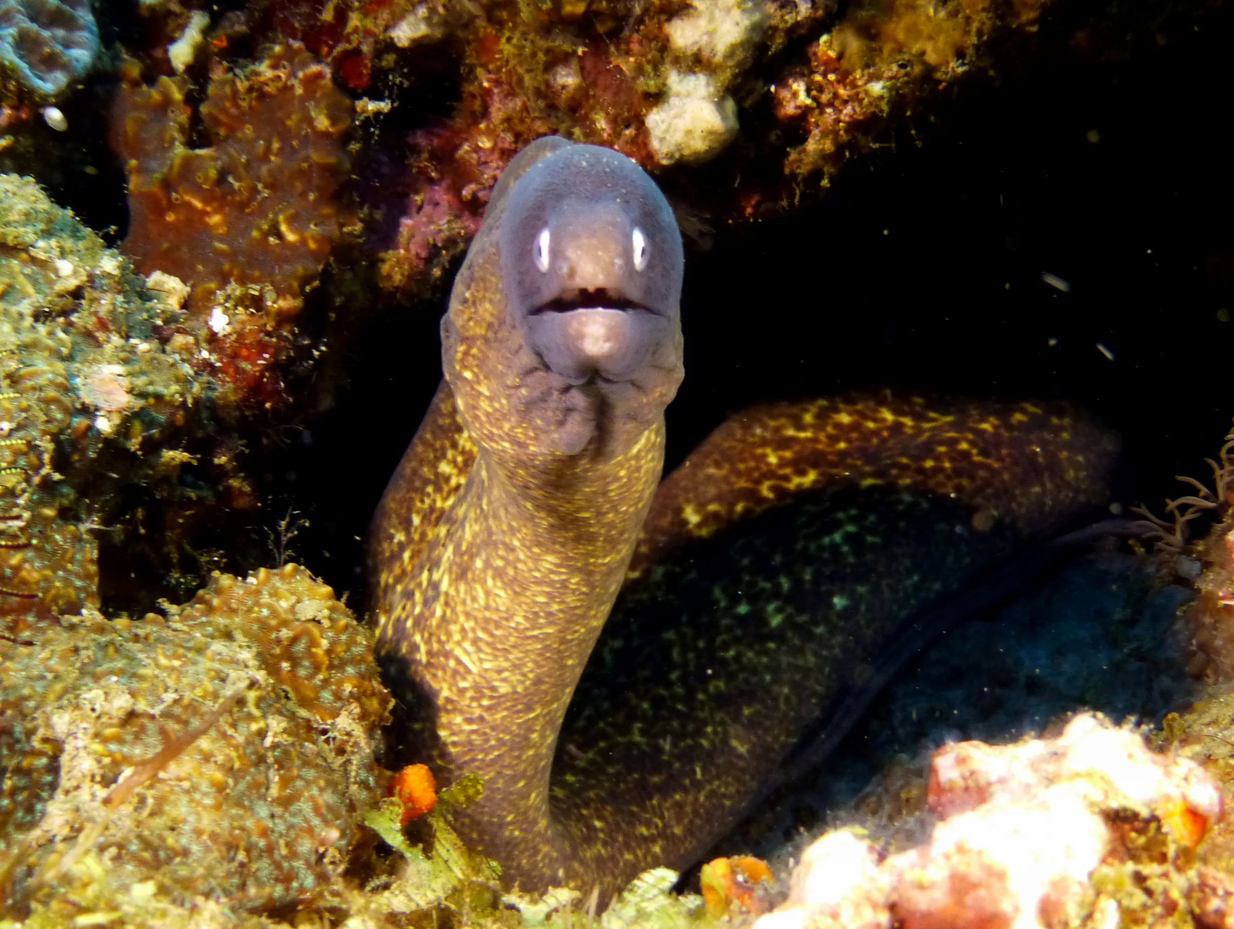 White-Eyed Moray Eel, Philippines, 2014