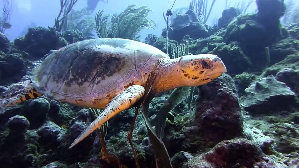 Hawksbill Turtle