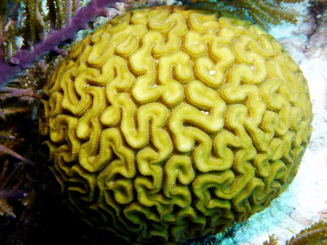 Underwater photograph by Joel Bergsma